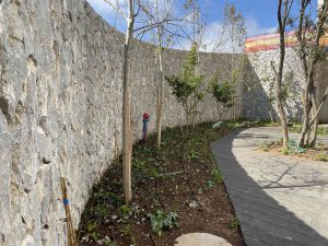 אבן לקט פראית